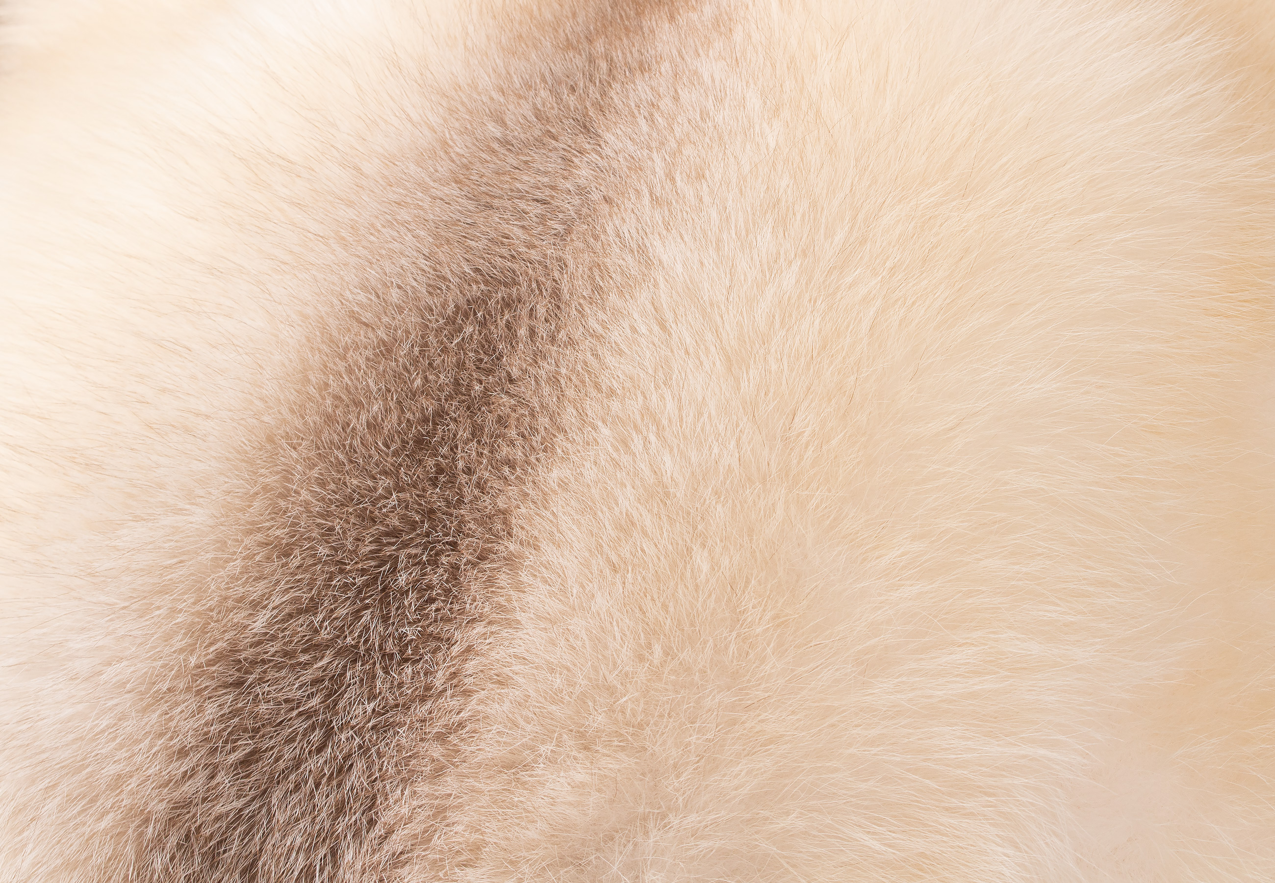 Noble Apricot Fox Fur Cushion