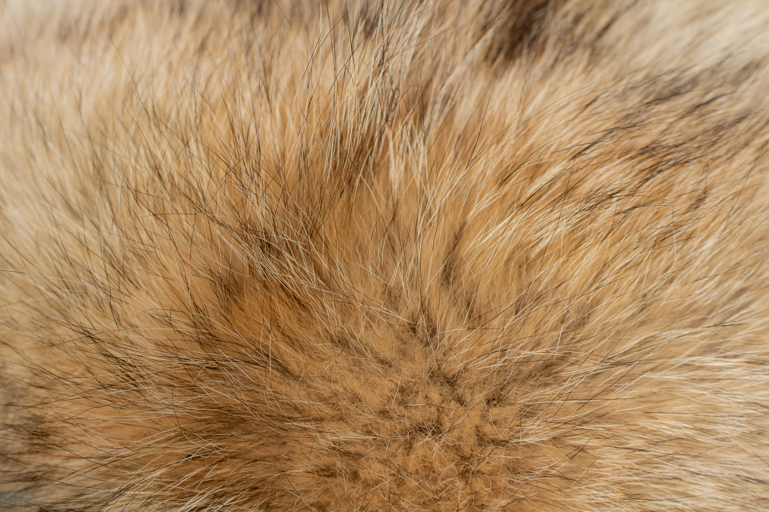 Canadian Coyote Fur Chair