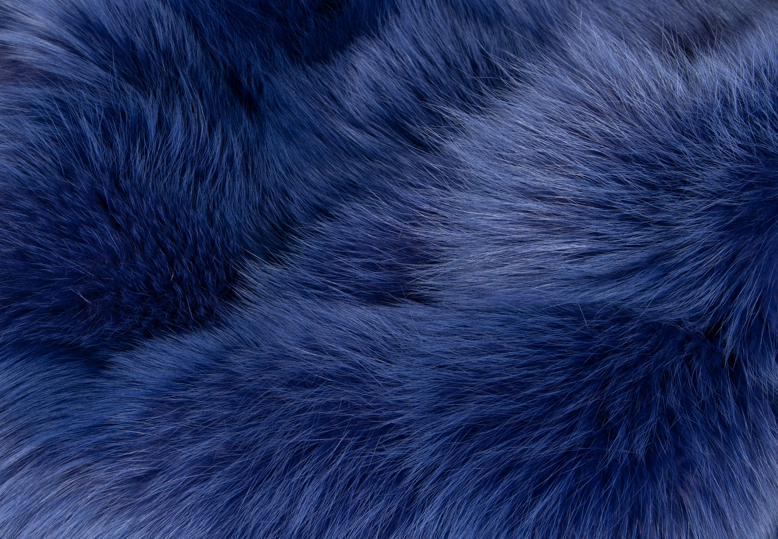 Royal Blue Shadow Fox Blanket