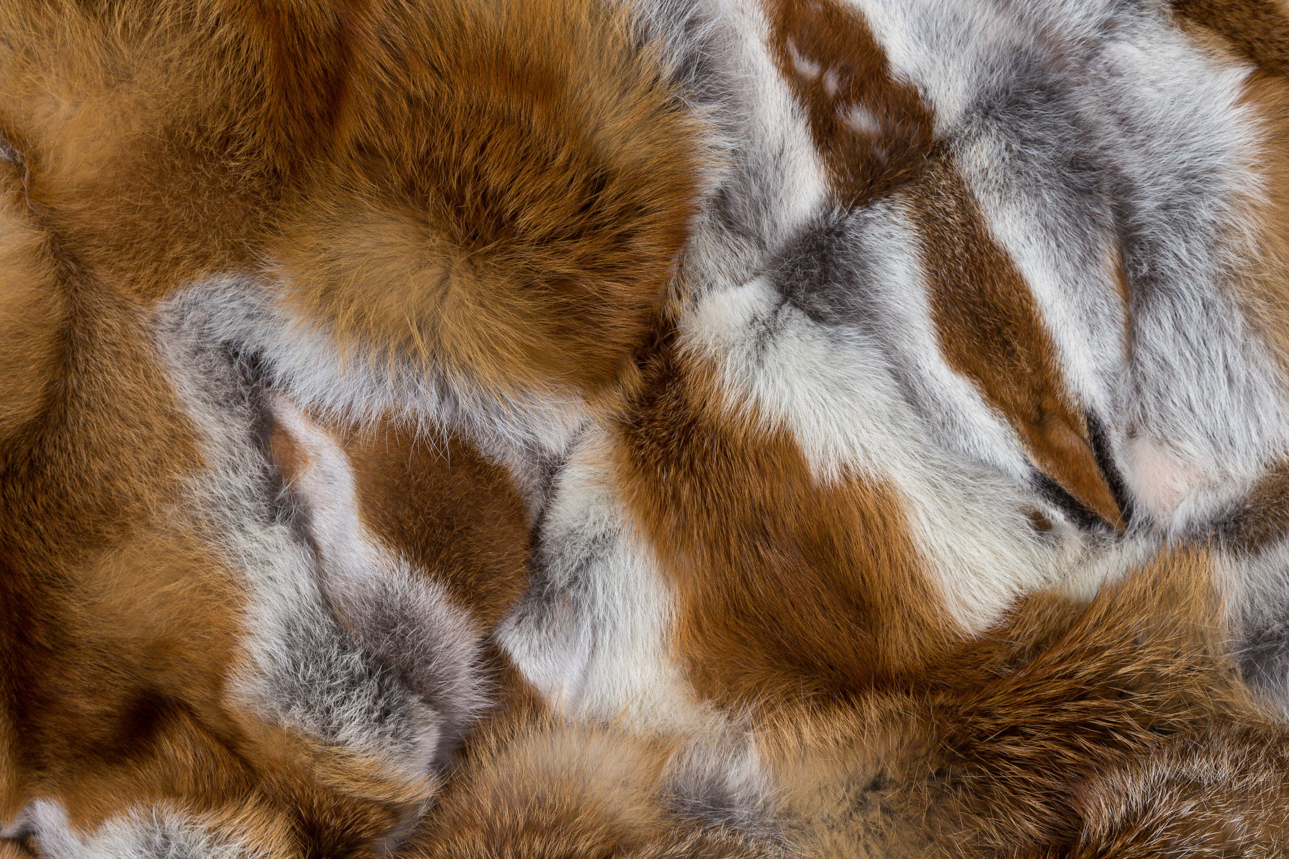 European Red Fox Fur Rug by Lars Paustian