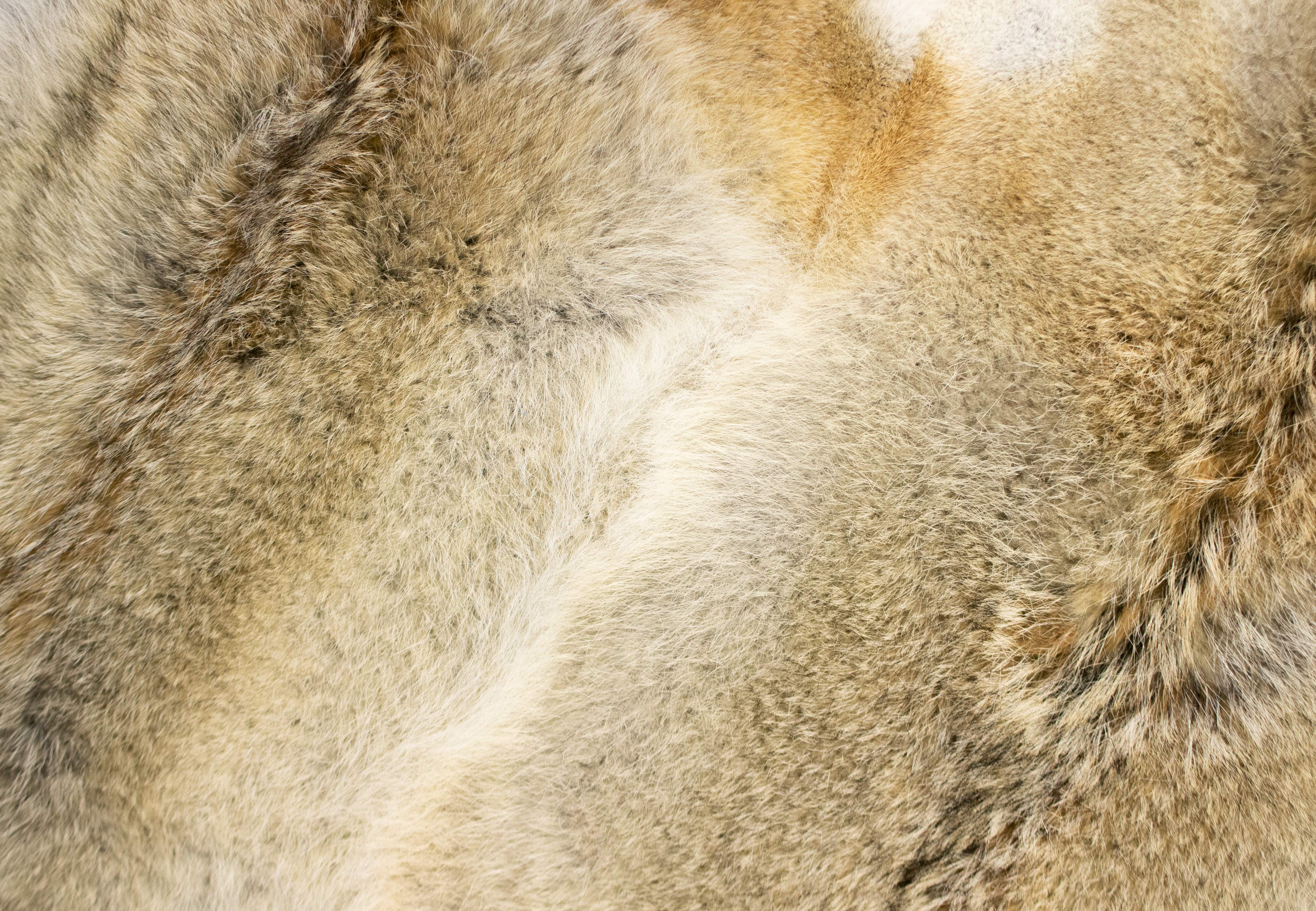 5-4904-Fellteppich-Kanadische-Kojotenfelle-Echtfell Genuine Fur Carpet made of Canadian Coyotes
