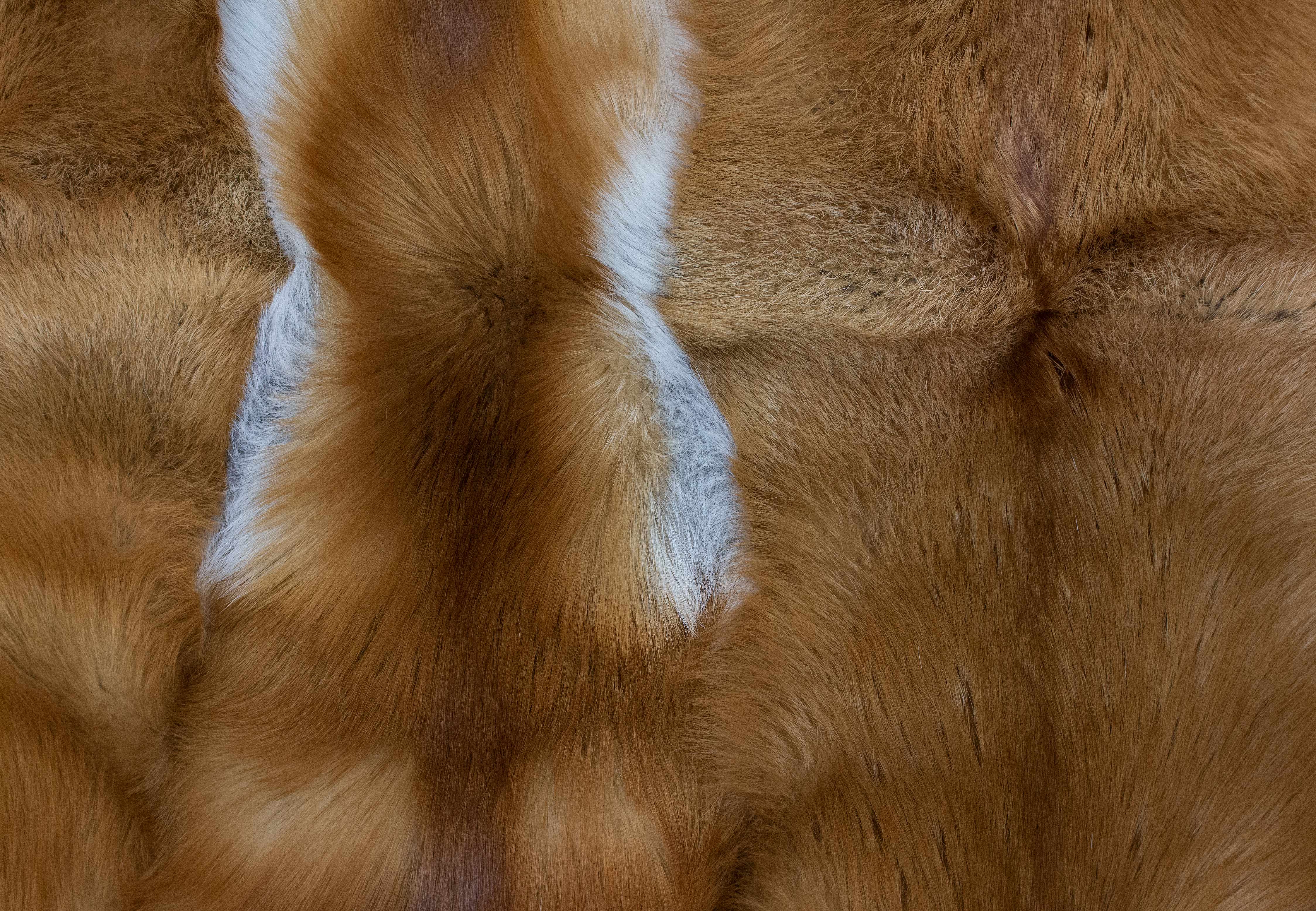 Gold Fox Fur Carpet
