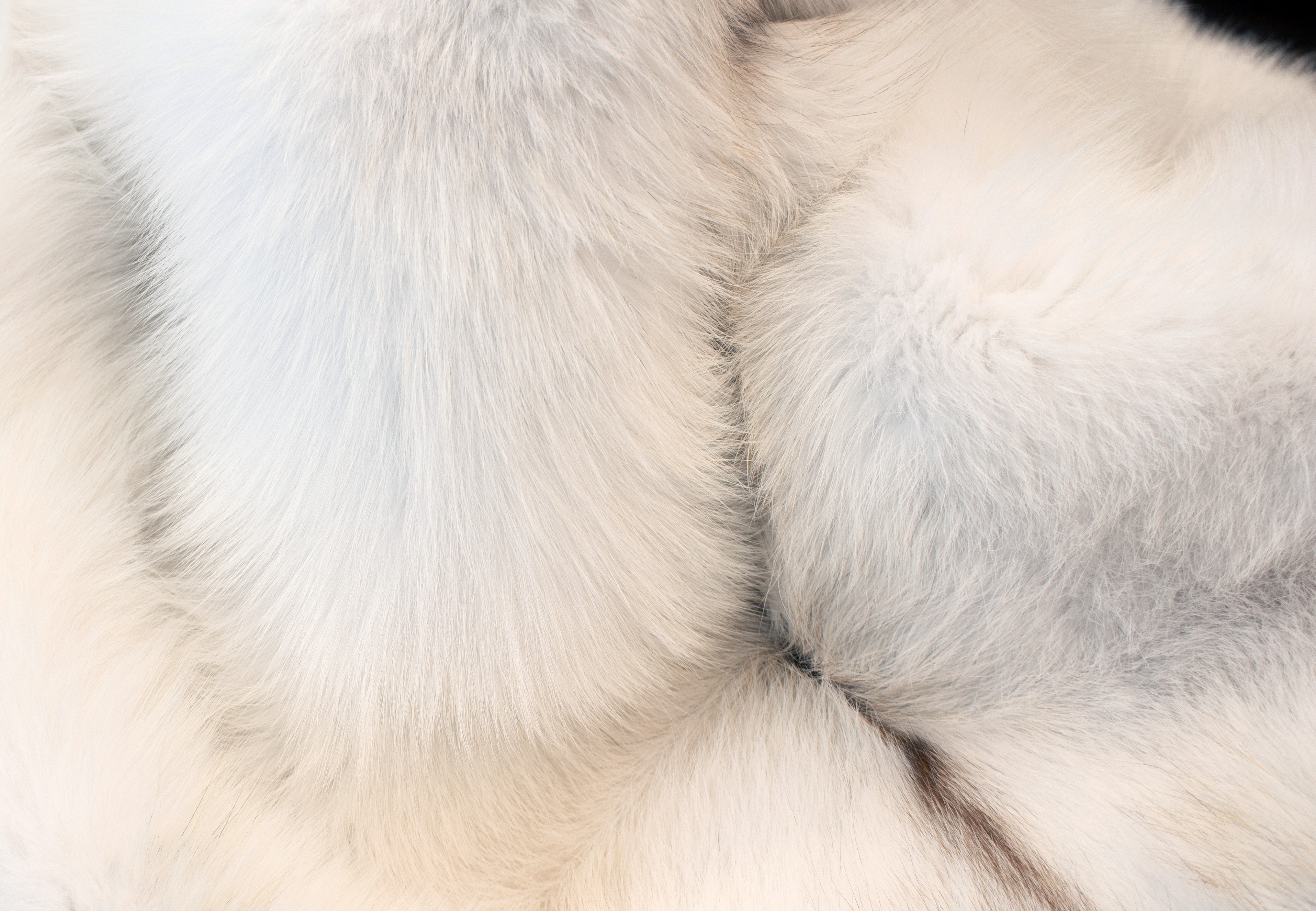 Golden Island Arctic Frost Fox Fur Blanket