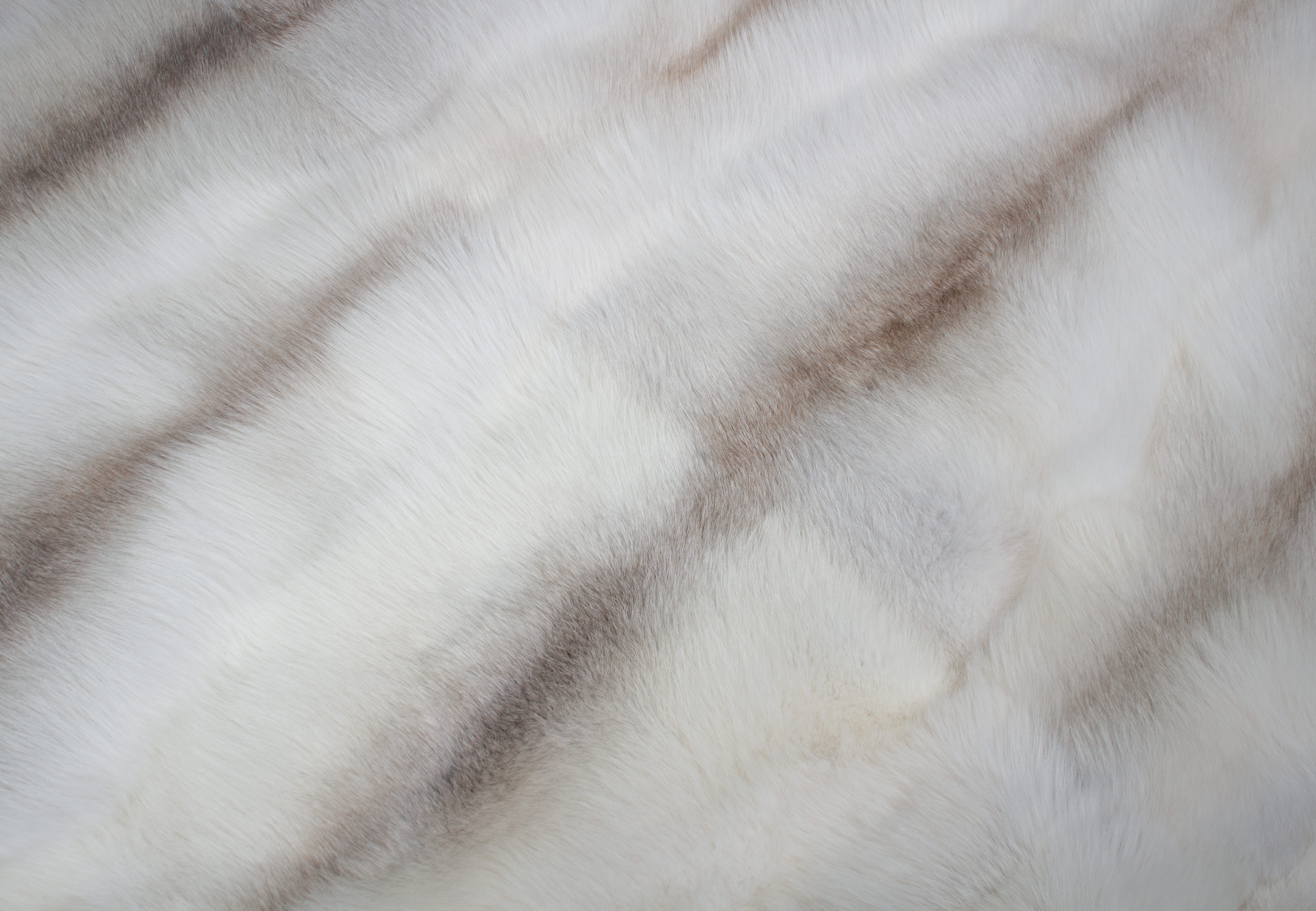 Fawnlight Fox Fur Rug (SAGA Fur)