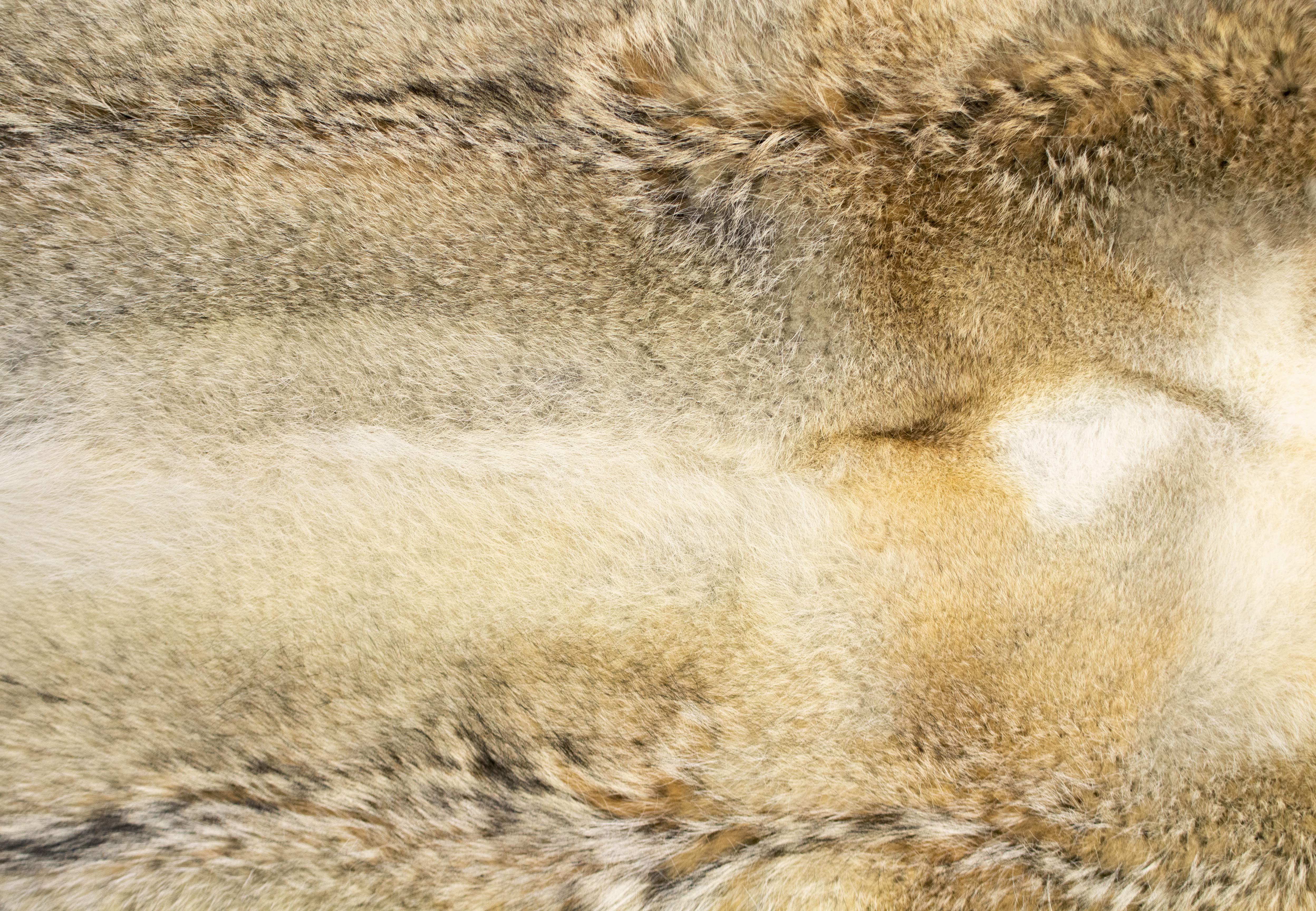 Genuine Fur Carpet made of Canadian Coyotes