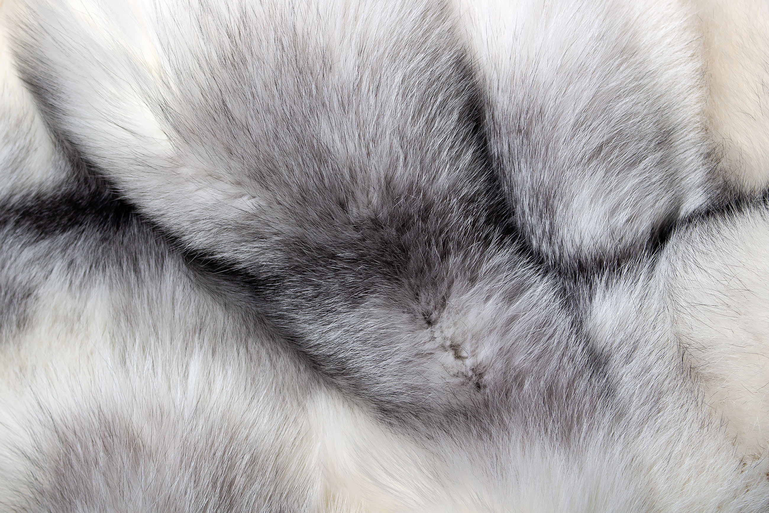 6-1494-shadow-blue-frost-pelz-teppich-saga-furs-lars-paustian Shadow Blue Frost Fox Fur Rug - Genuine Fur